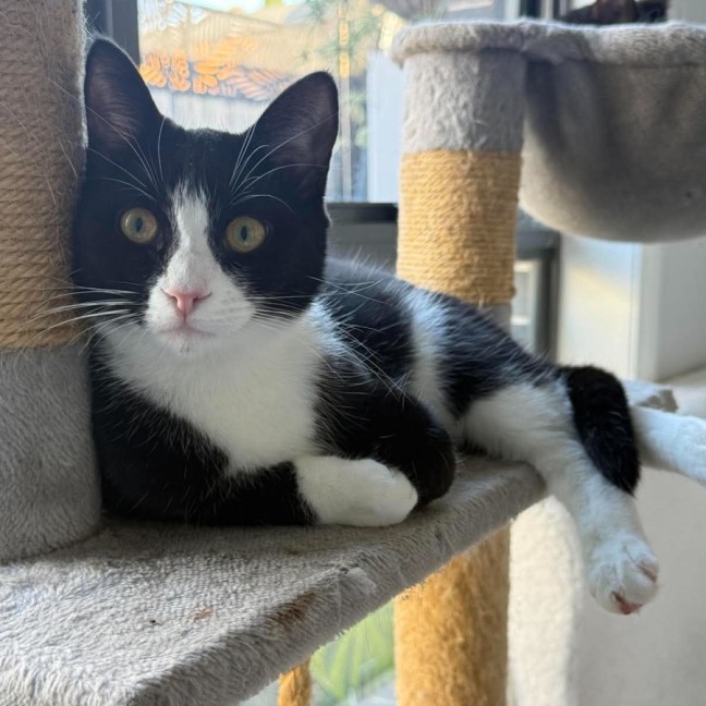Photo of Zorro