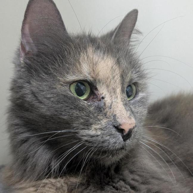 Photo of 💞 Tilly 6927 💞