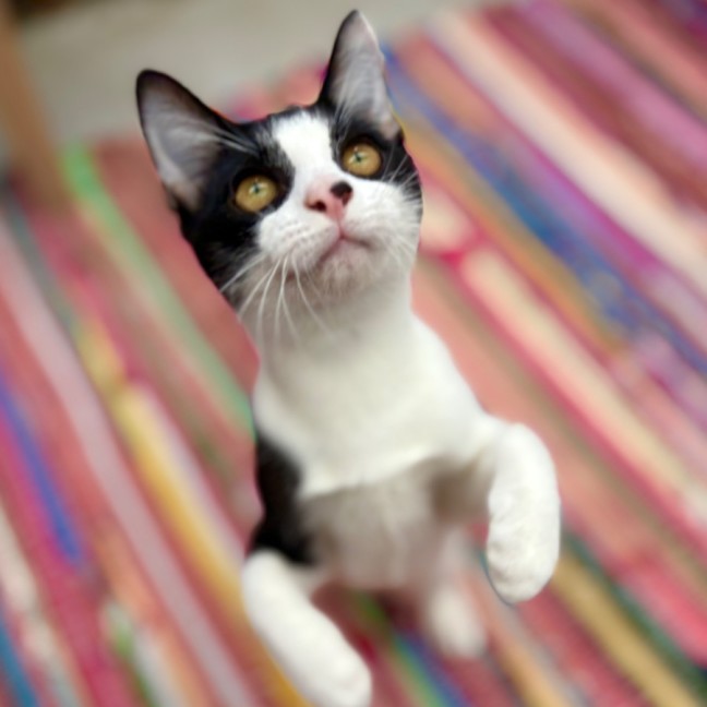 Photo of 💚 Spock 💚