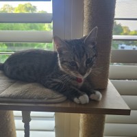 Photo of Tootsie