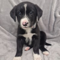 Photo of D1262 Razza