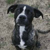 Photo of Diesel