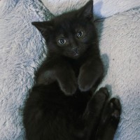 Photo of Primrose 