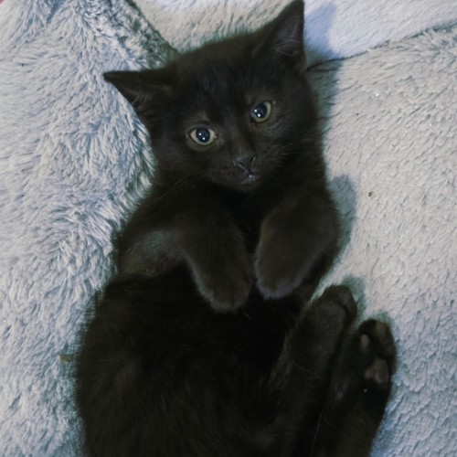 Primrose  - Domestic Short Hair (DSH) Cat