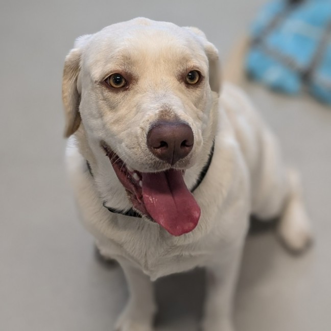 Photo of 🍰 Miffy 5583 🍰