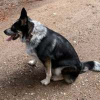 Photo of Maple 