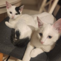 Photo of August ** 2nd Chance Cat Rescue**