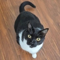 Photo of C1535 Darcy