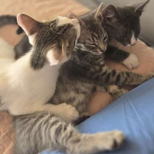 Photo of Brussel Sprout   Located In Northcote