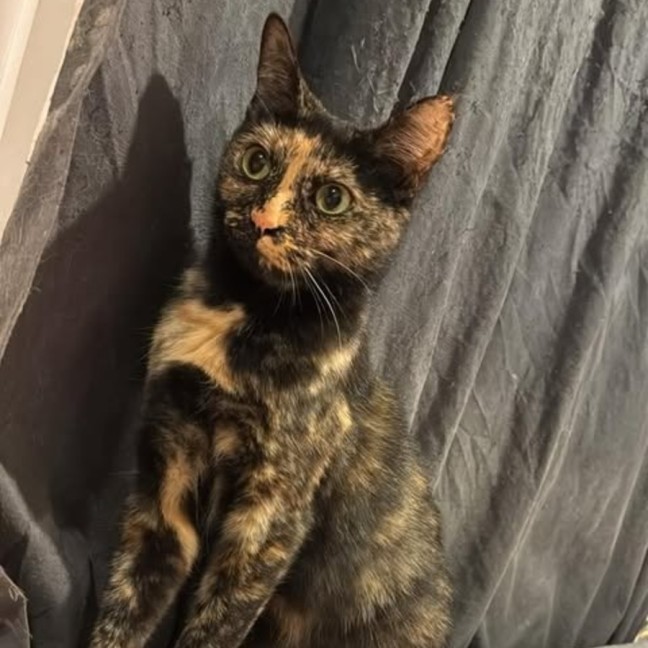 Photo of Delilah