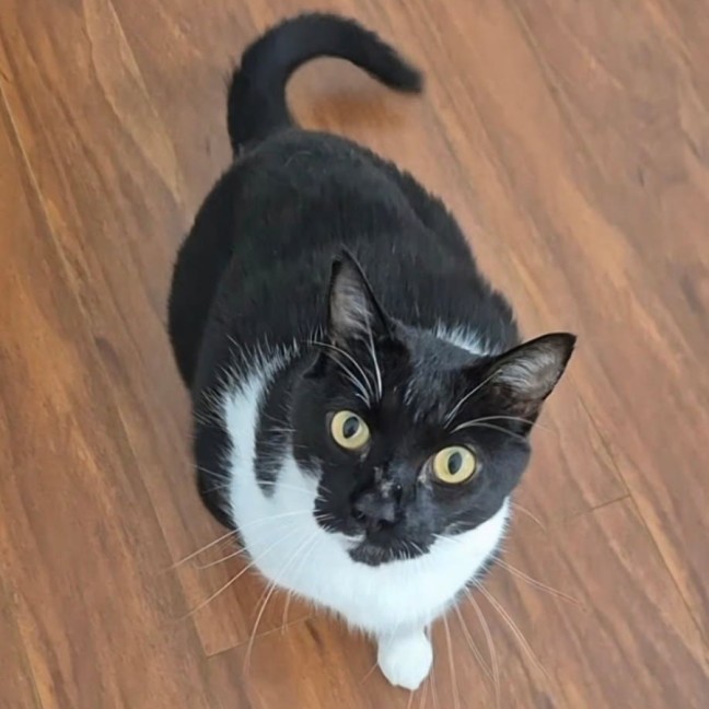 Photo of C1535 Darcy