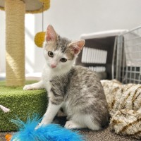 Photo of Nova