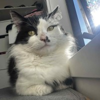 Photo of Chuck Taylor   Meet Me @ Petstock Prahran!