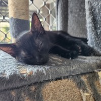 Photo of Donatello