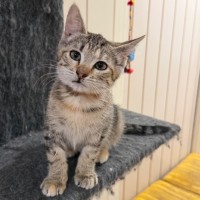 Photo of Noodle Svetlana