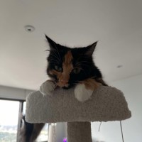 Photo of Chip & Dale