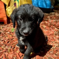 Photo of Alfie   9 Week Old Cattle X Poodle (Trial)