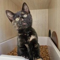 Photo of C1432 Phoenix