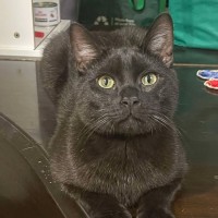 Photo of Zorro