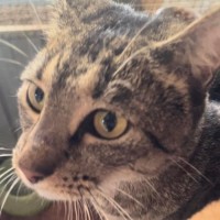 Photo of Cleo