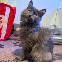 Photo of Hank & Mouse
