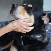 Photo of Blaze