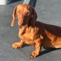 Photo of Lolah 🌞🎾🌹