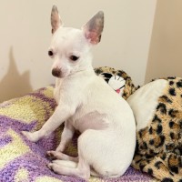 Photo of Chichi