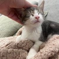 Photo of Gamay Beaujolais