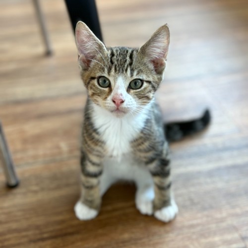 Wilbur - Domestic Short Hair (DSH) Cat