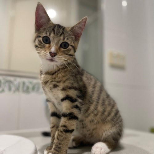 Pretzel - Domestic Short Hair (DSH) Cat