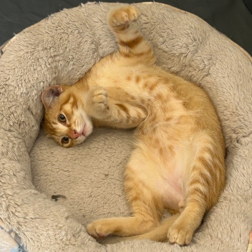 Kenny - Domestic Short Hair (DSH) Cat