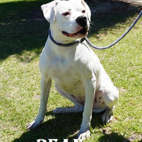 Bean - Mixed breed Dog