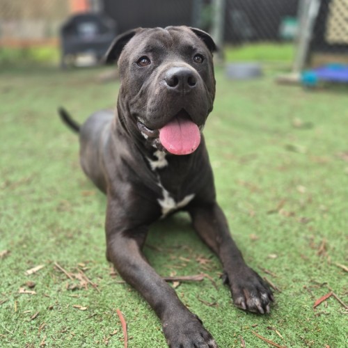 Cob - Shar Pei x Staffordshire Bull Terrier Dog