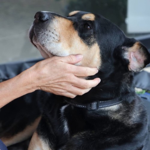 Blaze - Rottweiler Dog