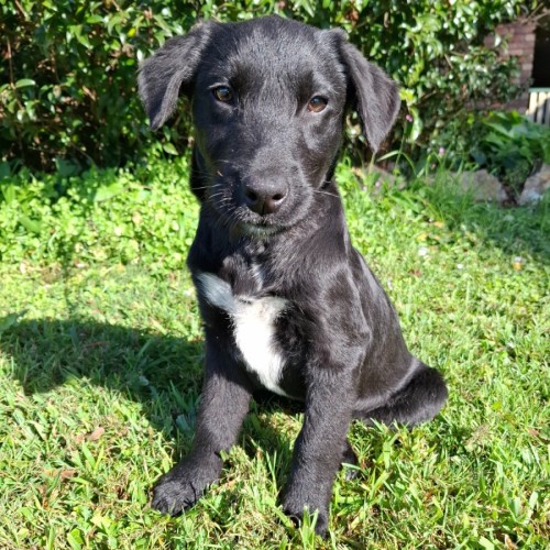 Xander - Labrador Retriever Dog