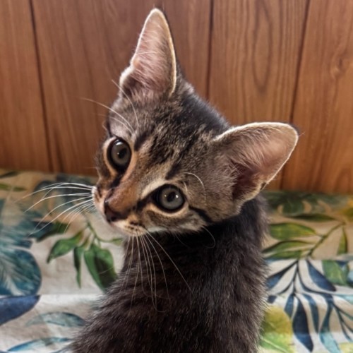 Peter - Domestic Short Hair (DSH) Cat
