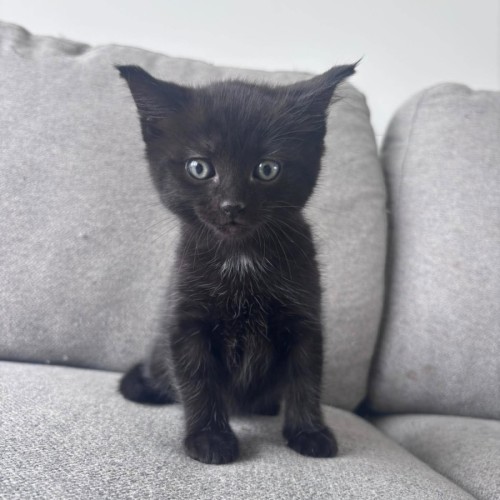 Cosmo - Domestic Medium Hair (DMH) Cat