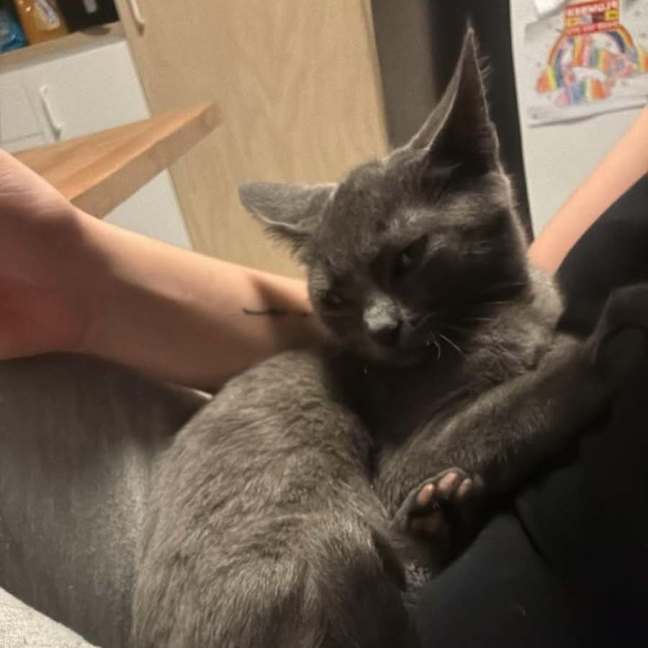 Photo of Shadow ** 2nd Chance Cat Rescue **