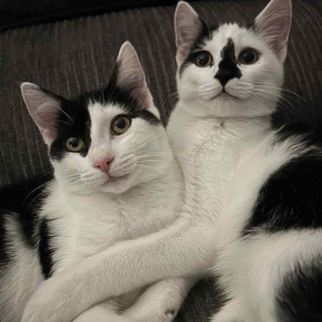 Photo of Skittles And Parkway 😸