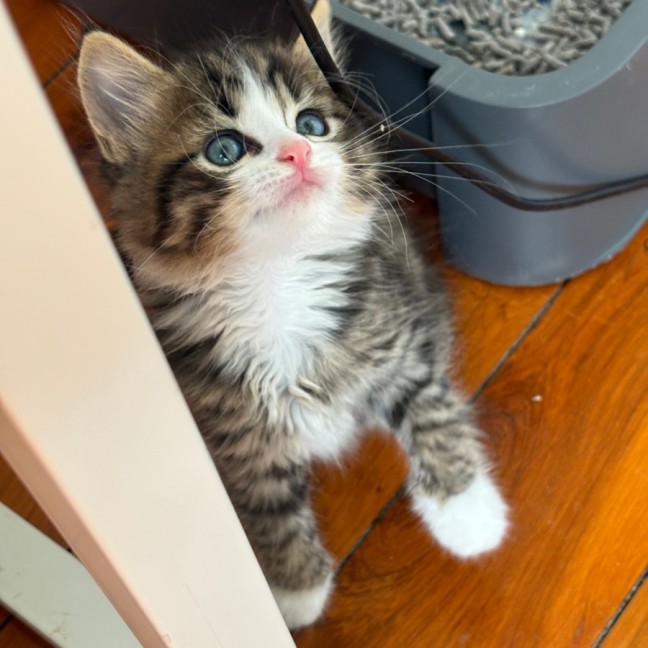 Photo of Toto