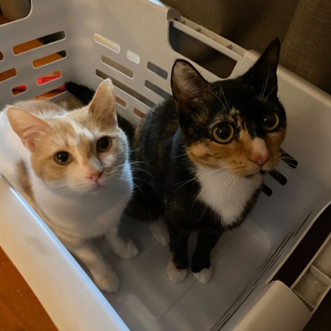 Photo of Lysandra And Aelin