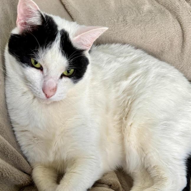 Photo of Tim Tam & Kit Kat