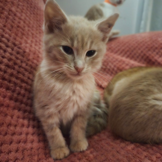 Photo of Boccocini