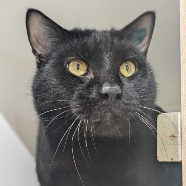 Photo of 🕶 Panther 6327 🕶