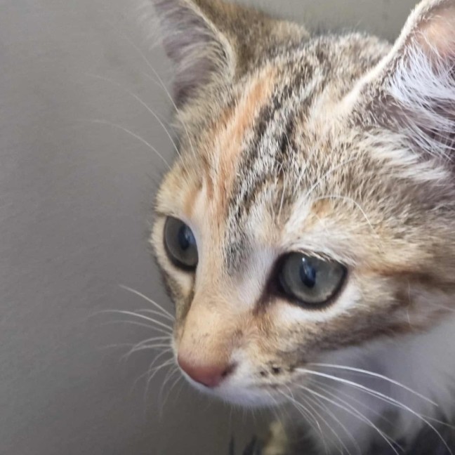 Photo of Toffee   In Foster Care In Healsville