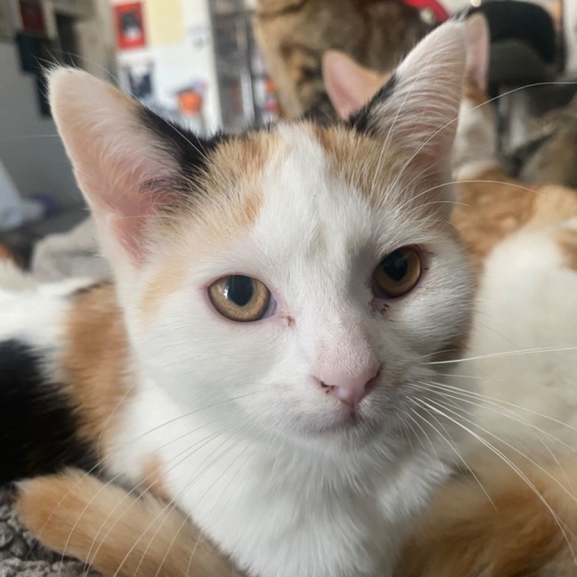 Photo of Lyla **2nd Chance Cat Rescue**