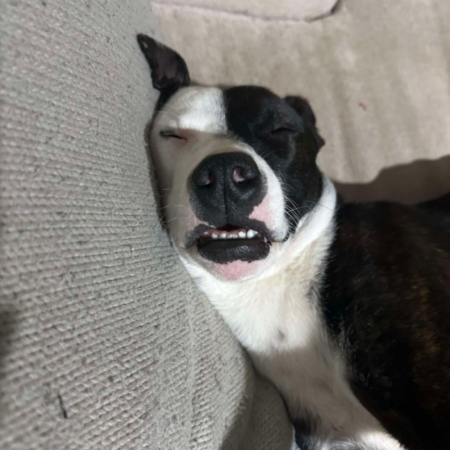 Photo of Sammy