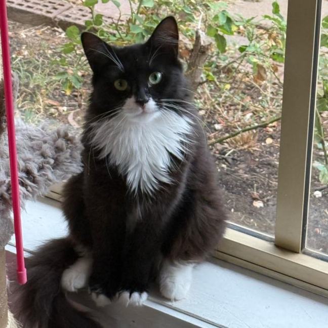 Photo of Kala (Lilo)