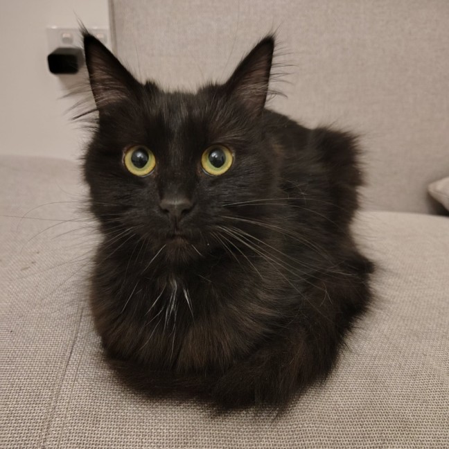 Photo of Twirl